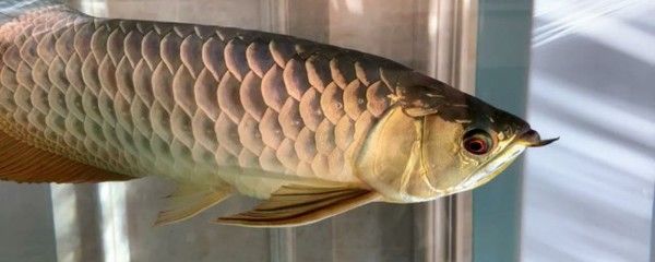 龍魚(yú)掉眼有什么辦法嗎：龍魚(yú)掉眼后如何調(diào)整飲食龍魚(yú)掉眼的日常護(hù)理措施有哪些 龍魚(yú)百科 第5張