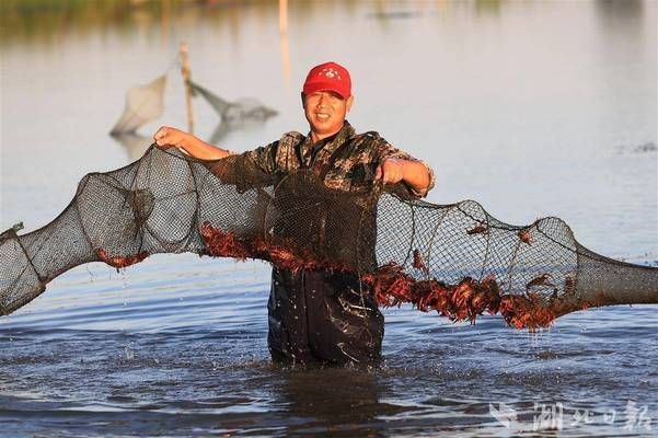 金龍魚不漲價的原因：-金龍魚不漲價的原因可能有以下幾點 水族問答 第2張