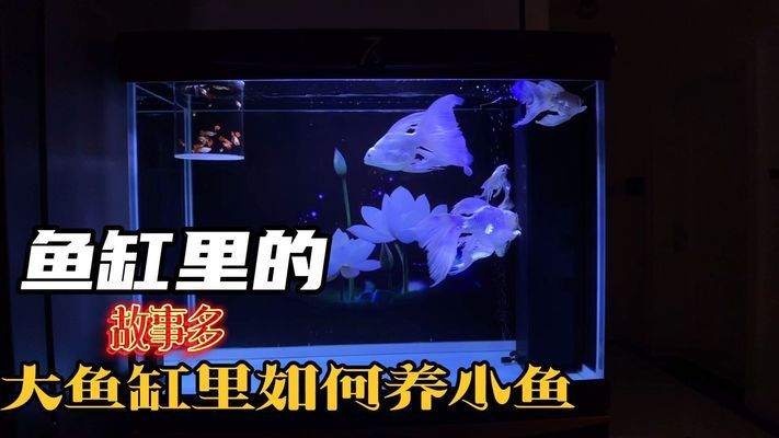 大魚缸養(yǎng)小魚視頻：大魚缸中養(yǎng)小魚的關(guān)鍵點：通過這些方法，可以成功養(yǎng)小魚 魚缸百科 第3張