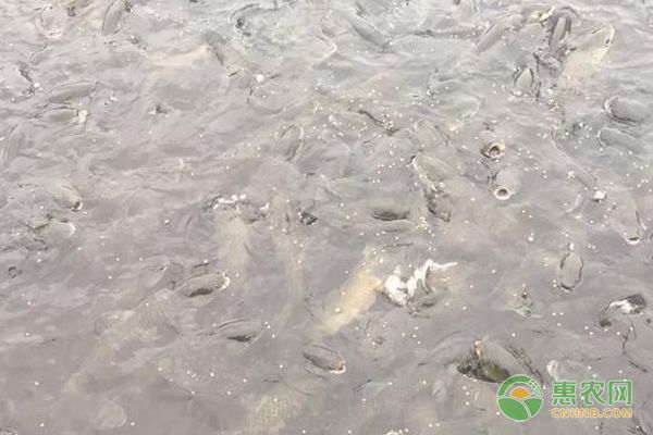 冬季如何保持魚缸氧氣充足：冬季保持魚缸氧氣充足對(duì)于魚類的健康至關(guān)重要 魚缸百科 第3張