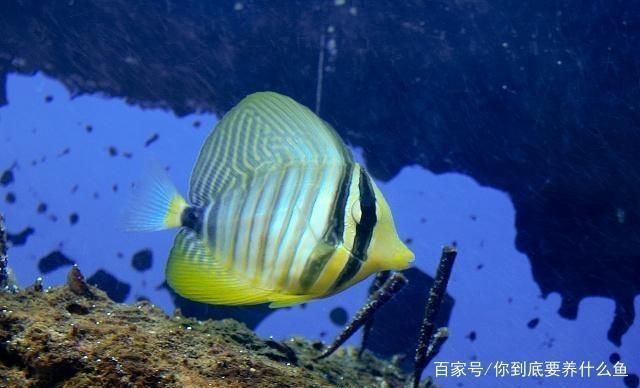 如何檢測(cè)魚(yú)缸水質(zhì)凈化效果：檢測(cè)魚(yú)缸水質(zhì)凈化效果 魚(yú)缸百科 第2張