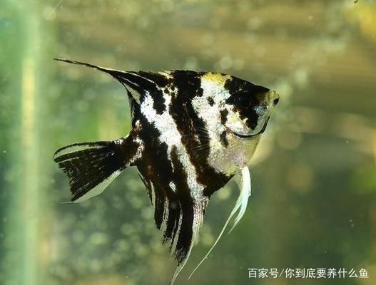 如何檢測(cè)魚(yú)缸水質(zhì)凈化效果：檢測(cè)魚(yú)缸水質(zhì)凈化效果 魚(yú)缸百科 第1張