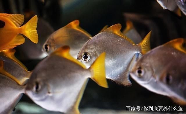 如何檢測(cè)魚(yú)缸水質(zhì)凈化效果：檢測(cè)魚(yú)缸水質(zhì)凈化效果 魚(yú)缸百科 第5張