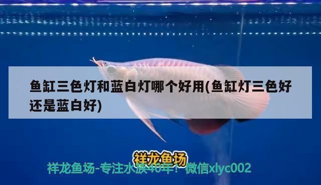 魚缸過濾器最好的品牌：魚缸過濾器哪個(gè)品牌好