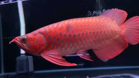 紅龍魚(yú)多大開(kāi)始上色比較好：紅龍魚(yú)上色期如何選飼料 紅龍魚(yú)百科 第4張