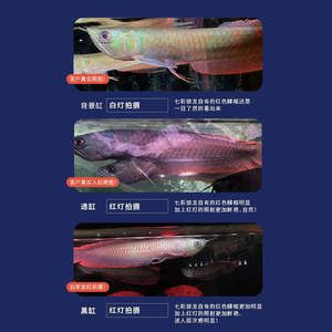 紅龍魚多大開始上色比較好：紅龍魚上色期如何選飼料 紅龍魚百科 第3張