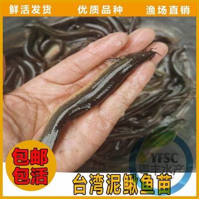 金龍魚參觀感想：金龍魚參觀之旅給我留下了深刻的印象 水族問答