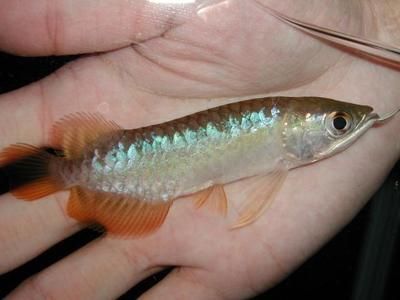 金龍魚參觀感想與收獲：金龍魚參觀感想 水族問答 第2張