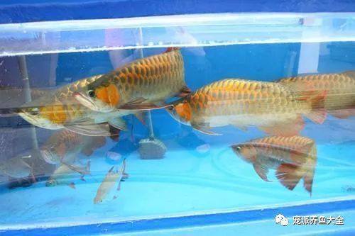 金龍魚夏季養(yǎng)護(hù)技巧：金龍魚夏季養(yǎng)護(hù)技巧，金龍魚夏季養(yǎng)護(hù)注意事項(xiàng) 金龍魚百科 第3張