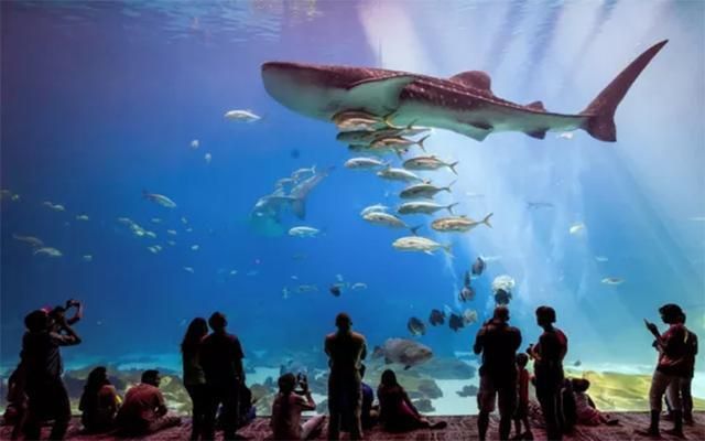 周口水族館：周口“水族館”走紅，耗資9億元打造，占地120畝，成為新地標(biāo) 全國觀賞魚市場 第4張