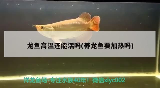 龍魚得病水溫調(diào)到多少度最好呢圖片視頻：龍魚得病時水溫控制在25-28℃之間是最佳的 龍魚百科 第3張