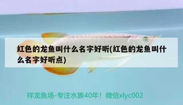 揭陽龍魚專賣店：揭陽龍魚專賣店如何選擇 全國觀賞魚市場 第1張