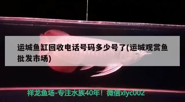 運(yùn)城觀賞魚批發(fā)市場：運(yùn)城觀賞魚批發(fā)市場在哪里 全國觀賞魚市場 第4張