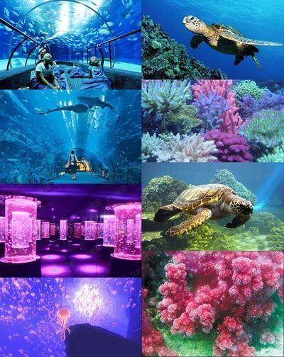 菏澤水族館：菏澤市水族館 全國(guó)觀賞魚(yú)市場(chǎng) 第9張