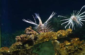 菏澤水族館：菏澤市水族館 全國(guó)觀賞魚(yú)市場(chǎng) 第8張