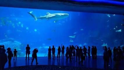 東莞水族館：東莞楊屋水族館概述