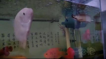 龍魚搶不到食物怎么辦