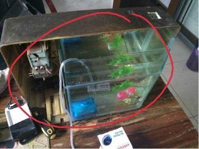 成品魚缸蓋子怎么拆視頻：成品魚缸蓋子怎么拆 魚缸百科 第2張