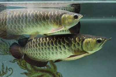 龍魚(yú)后背浮出水面怎么回事：龍魚(yú)后背浮出水面可能由多種因素引起龍魚(yú)缺氧急救措施 龍魚(yú)百科 第1張