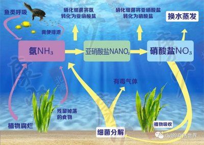 金龍魚產(chǎn)品價格目錄表最新版：金龍魚產(chǎn)品價格目錄表 水族問答 第2張