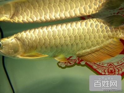 小金頭過背金龍魚圖片：小金頭過背金龍魚價(jià)格過背金龍魚市場行情行情 金龍魚百科 第5張