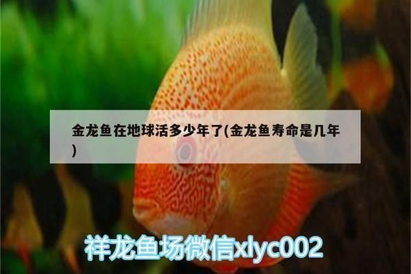 金龍魚與五行相生相克關(guān)系：如何通過金龍魚改善家居風(fēng)水 金龍魚百科 第4張