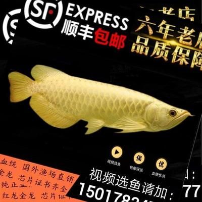 藍珀金龍魚血統(tǒng)證書查詢：如何查詢藍珀金龍魚的血統(tǒng)證書 金龍魚百科 第3張