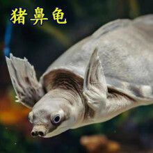 豬鼻龜市場(chǎng)價(jià)格行情：水族展覽會(huì)豬鼻龜價(jià)格 豬鼻龜百科 第8張