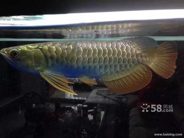 藍底b過背金龍魚：藍底b過背金龍魚品相鑒別藍底過背金龍魚飼養(yǎng)誤區(qū)