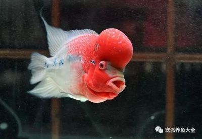 魚缸和魚的故事：魚缸養(yǎng)魚的教育意義 魚缸百科 第3張