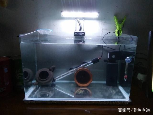 小魚缸配置都有什么東西：如何選擇適合的小魚缸 魚缸百科 第5張