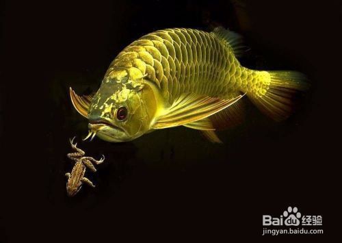 金龍魚(yú)適宜的水質(zhì)標(biāo)準(zhǔn)：金龍魚(yú)對(duì)水質(zhì)的要求較高 金龍魚(yú)百科 第5張