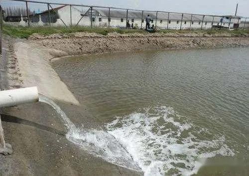 金龍魚吃不吃小魚：關于金龍魚吃小魚的問題 水族問答 第1張