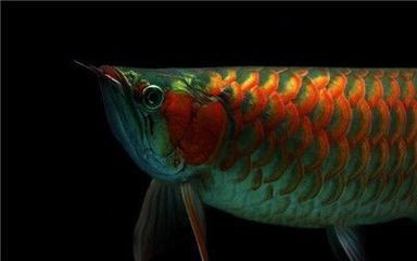 紅龍魚張嘴是怎么回事：紅龍魚為什么會(huì)張嘴呼吸 紅龍魚百科 第5張