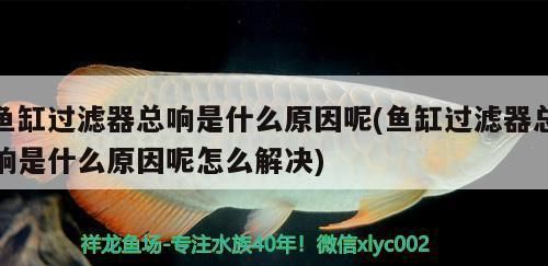 金龍魚(yú)吃多少會(huì)飽：關(guān)于金龍魚(yú)的喂養(yǎng)問(wèn)題 水族問(wèn)答 第2張