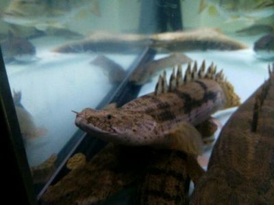 金龍魚(yú)吃多少飼料合適一天喂食：成年金龍魚(yú)喂食量通常建議為每天2-3次 水族問(wèn)答