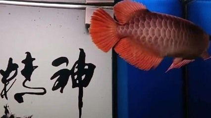 紅龍魚混養(yǎng)環(huán)境布置技巧：紅龍魚混養(yǎng)環(huán)境的布置 紅龍魚百科 第4張