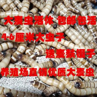 金龍魚飼料價(jià)格對比分析：金龍魚飼料價(jià)格對比 金龍魚百科 第3張