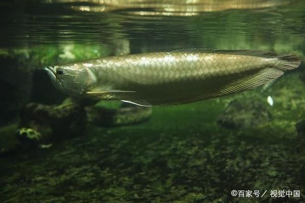 龍魚(yú)可以用手抓嗎：六角龍魚(yú)可以用手抓嗎 龍魚(yú)百科 第5張