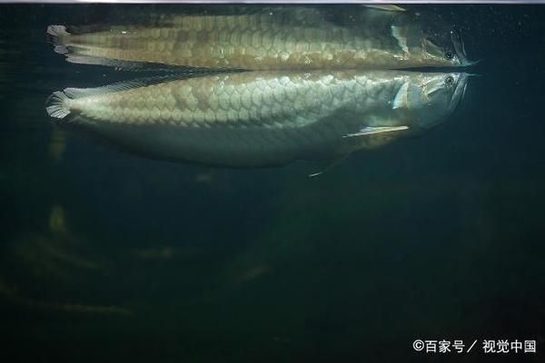 龍魚(yú)可以用手抓嗎：六角龍魚(yú)可以用手抓嗎 龍魚(yú)百科 第4張