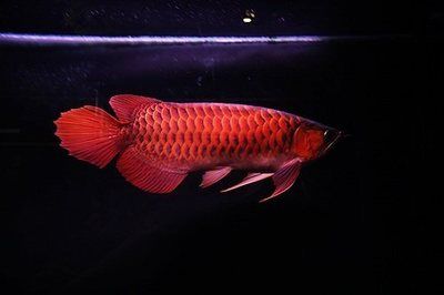 紅龍魚哪里買的到：如何購買紅龍魚 紅龍魚百科 第1張