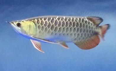 過(guò)背金龍魚(yú)苗圖片欣賞：過(guò)背金龍魚(yú)的圖片欣賞 金龍魚(yú)百科 第3張