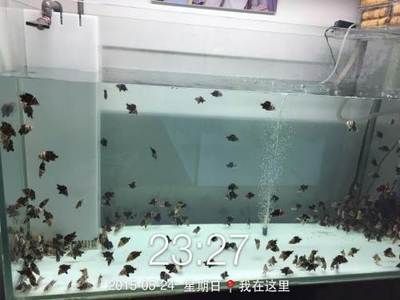 印尼三紋虎魚缸飼養(yǎng)密度：印尼三紋虎魚的飼養(yǎng)密度 魚缸百科 第3張