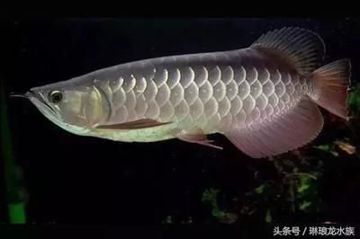 龍魚長多大鱗全亮：金龍魚的鱗片全亮是一個長期的過程嗎？