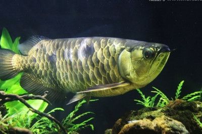 龍魚長多大鱗全亮：金龍魚的鱗片全亮是一個(gè)長期的過程嗎？ 龍魚百科 第5張