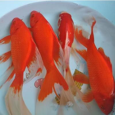 金龍魚飲食習(xí)慣觀察：金龍魚喂食頻率調(diào)整技巧，金龍魚挑食糾正方法 金龍魚百科 第5張