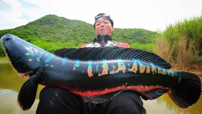 雷龍魚異常行為解析：雷龍魚的異常行為可能是由多種因素引起的 龍魚百科 第5張