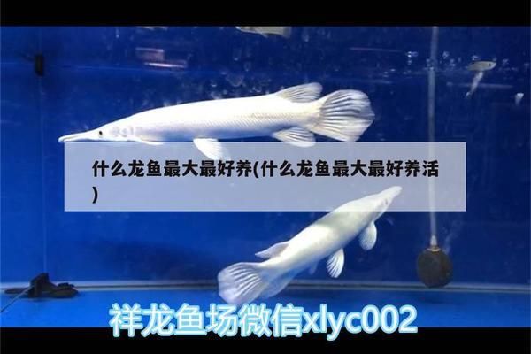 過背金龍魚幼魚能長多大呢：過背金龍魚幼魚的生長潛力 金龍魚百科 第1張