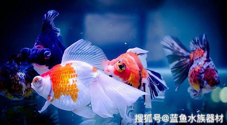 金龍魚爛鰓病的治療方法：金龍魚常見疾病的預(yù)防措施 金龍魚百科 第2張