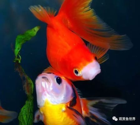 金龍魚爛鰓病的治療方法：金龍魚常見疾病的預(yù)防措施 金龍魚百科 第3張